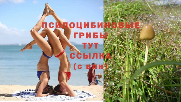 прущие грибы Приозерск